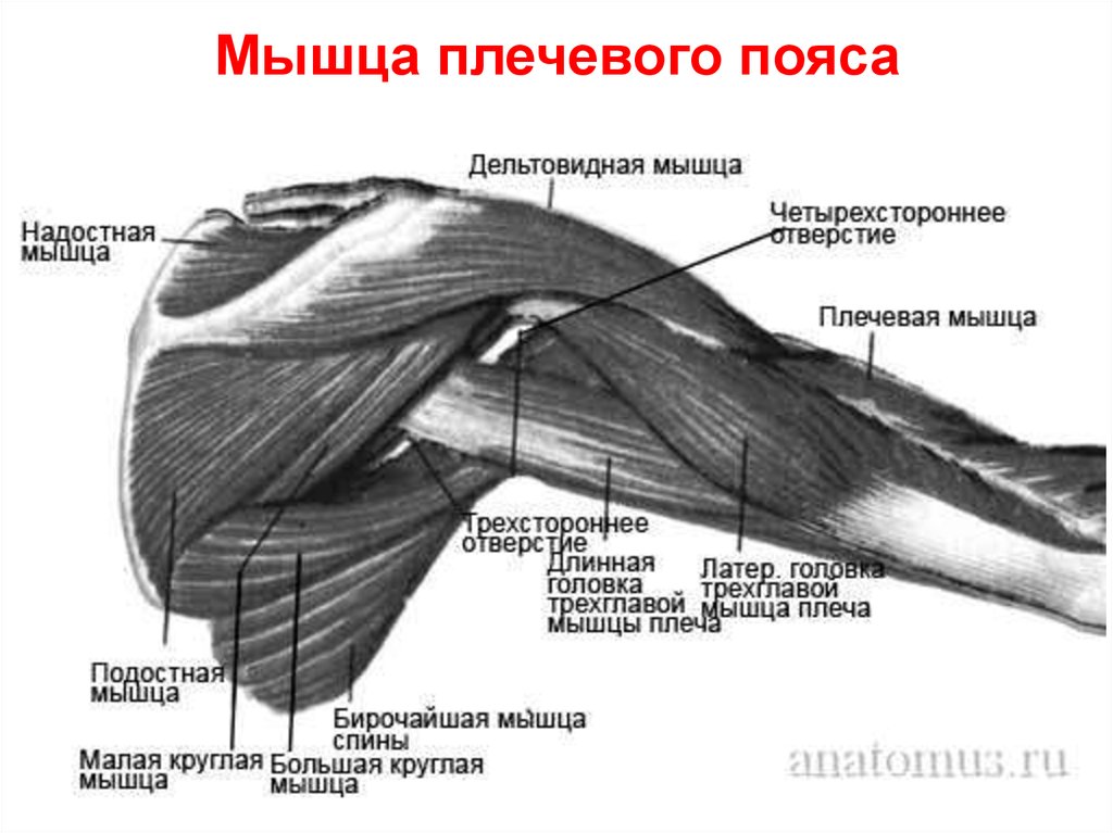 Мышцы плеча анатомия картинки