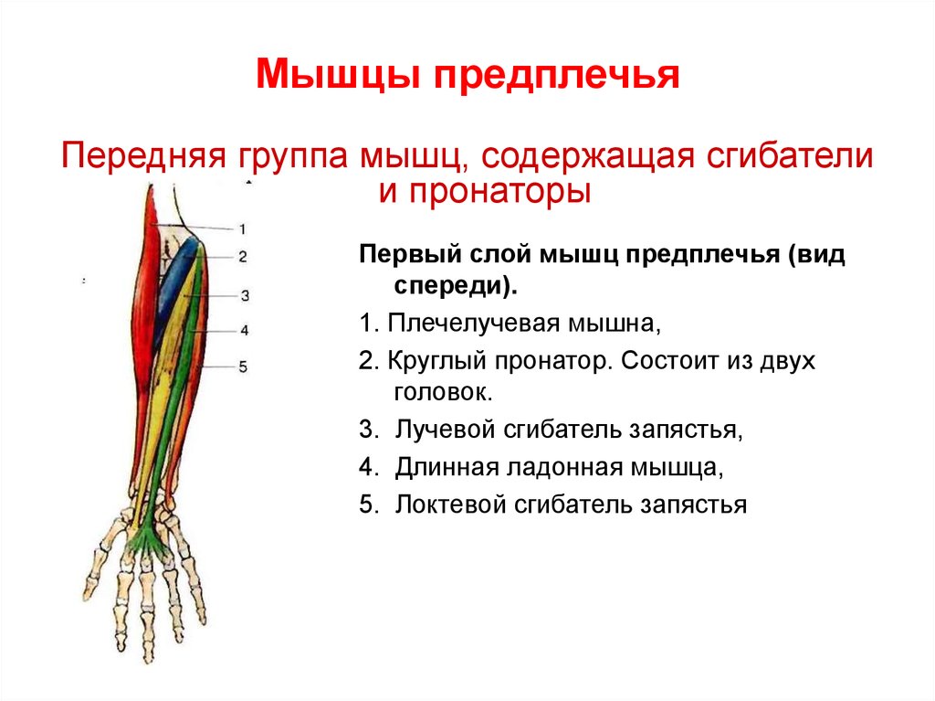 Мышцы предплечья картинки