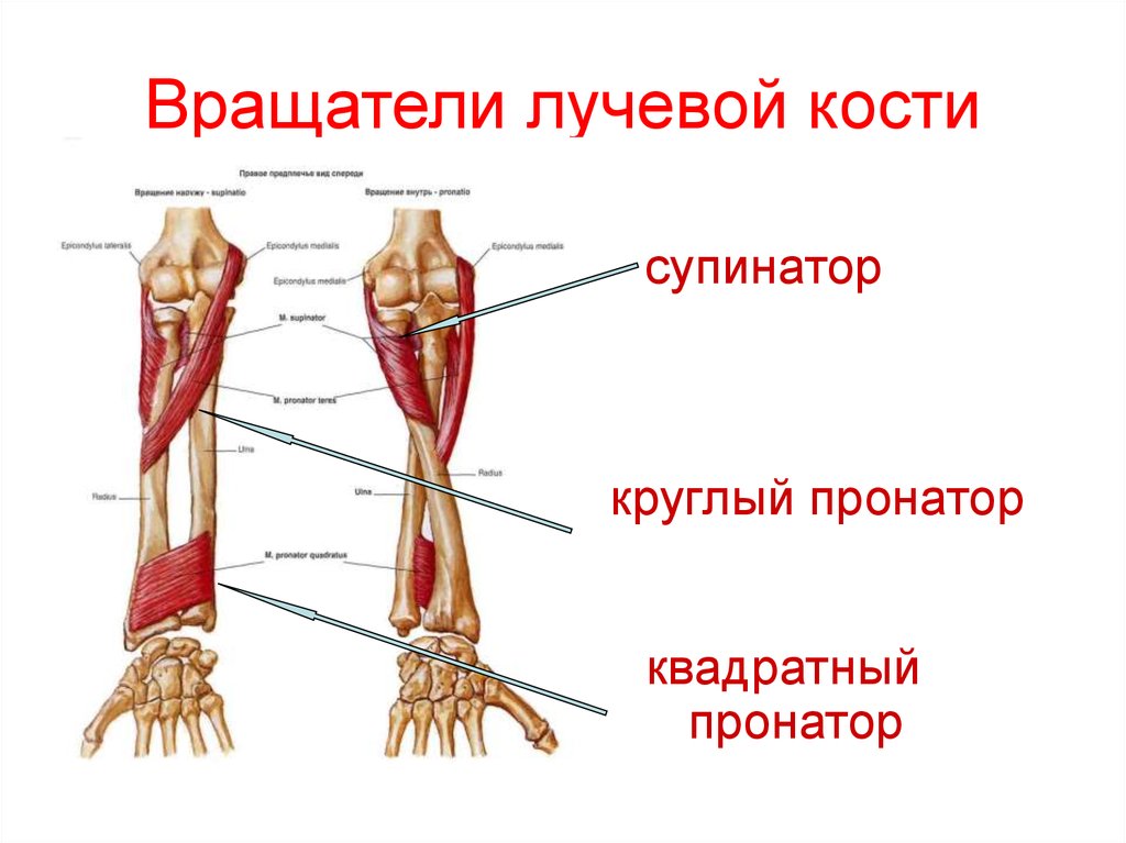 Сколько костей в лучевой кости