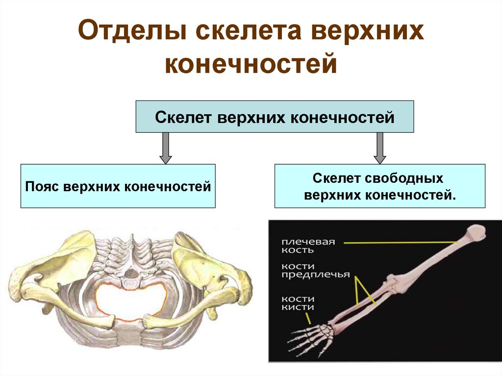 Отделы скелета пояса верхних конечностей