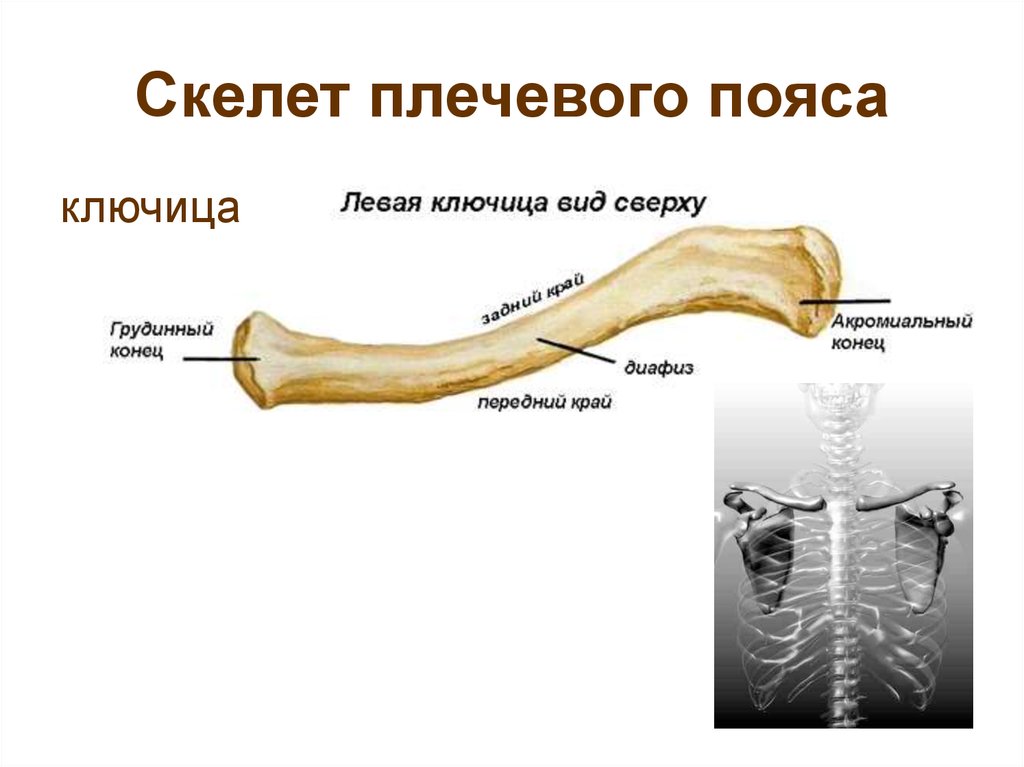 Скелет плечевого пояса