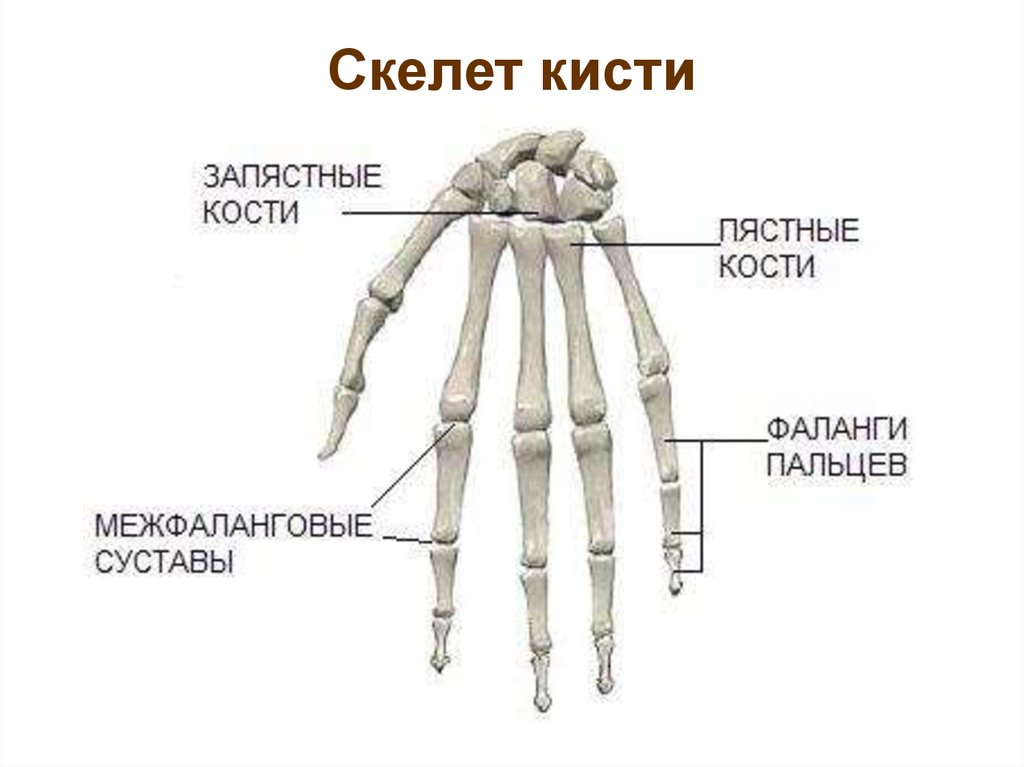 Кости кисти картинка