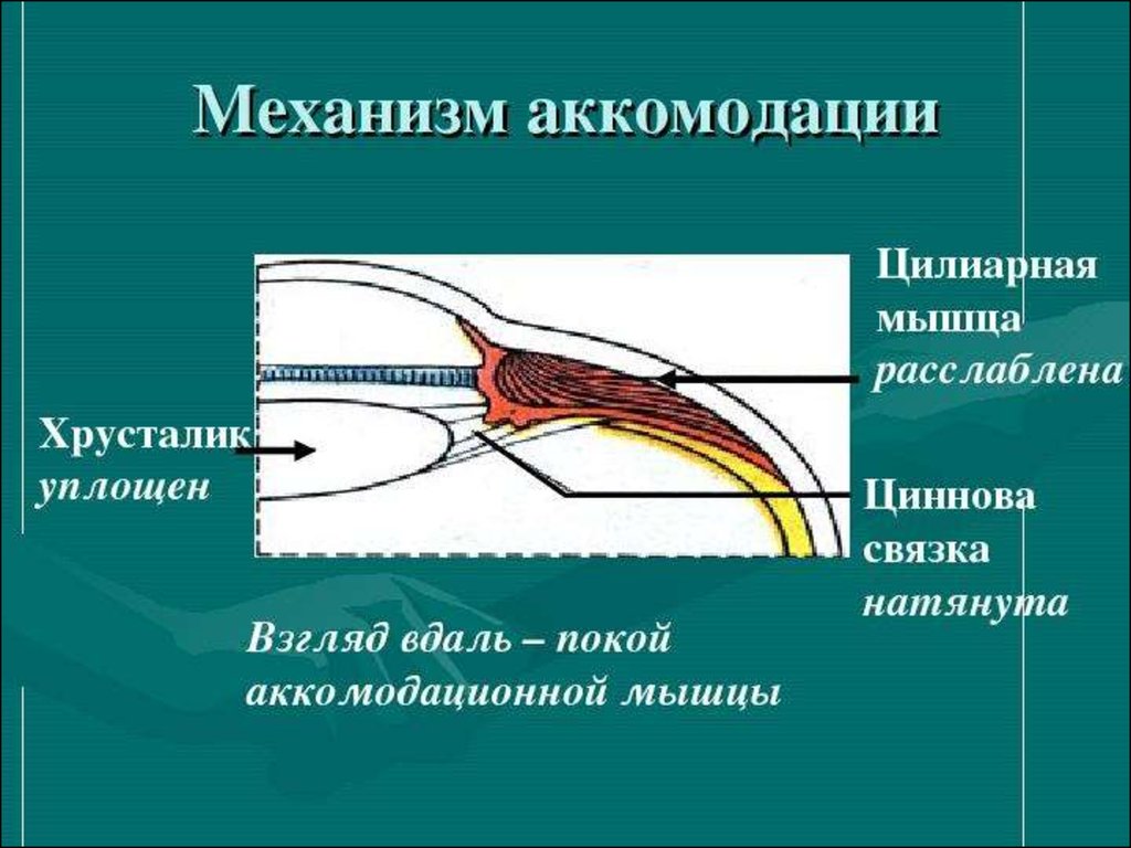 Какие характеристики хрусталика обеспечивают его аккомодацию. Аккомодационная мышца глаза анатомия. Аккомодация цилиарная мышца. Ресничная мышца хрусталика. Механизм аккомодации глаза физиология.