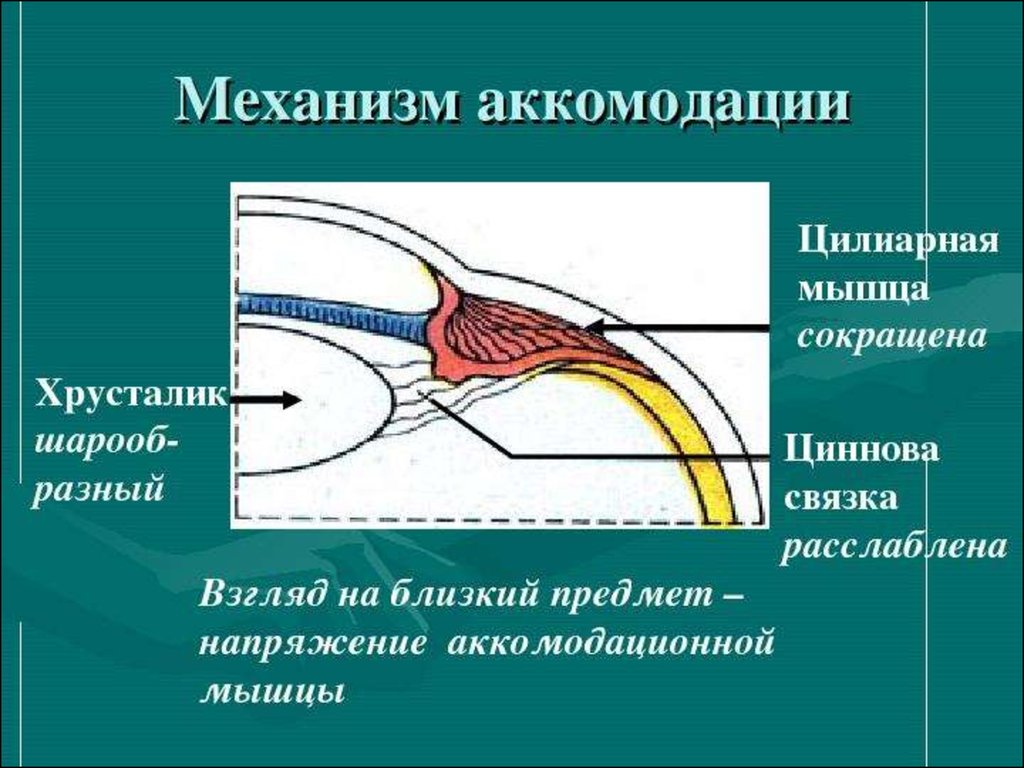 Ресничная мышца глаза функции. Циннова связка хрусталика. Строение глаза циннова связка. Аккомодационная мышца глаза анатомия. Физиологические механизмы аккомодации глаза кратко.