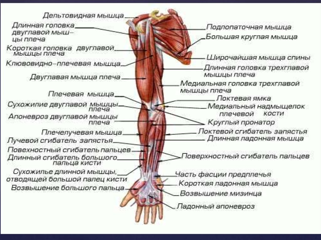 Передняя часть человека. Мышцы верхних конечностей анатомия атлас. Мышцы верхней конечности анатомия. Мышцы верхней конечности, пояса и предплечья. Мышцы предплечья руки человека анатомия.