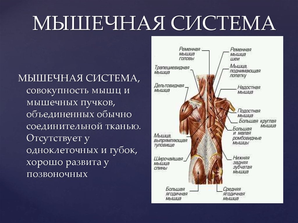 Мышечная система какие органы входят. Мышечная система. Строение мышечной системы. Расположение мышц. Строение мышечной системы анатомия.