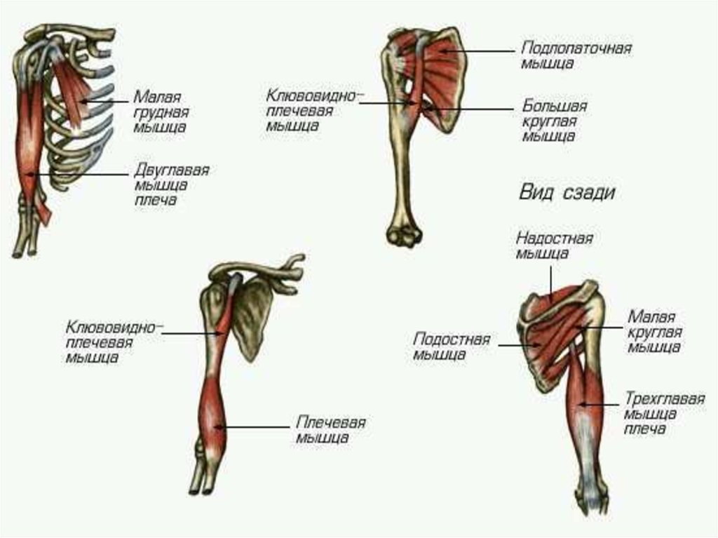 Презентация мышцы верхних конечностей