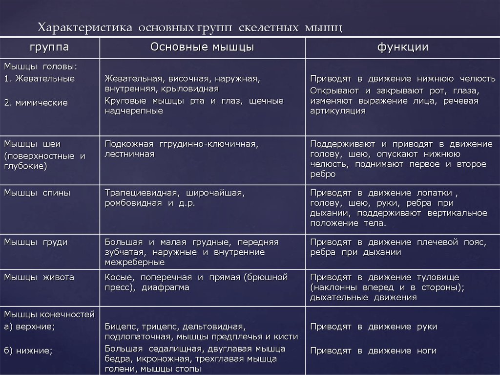 Функции мышц схема