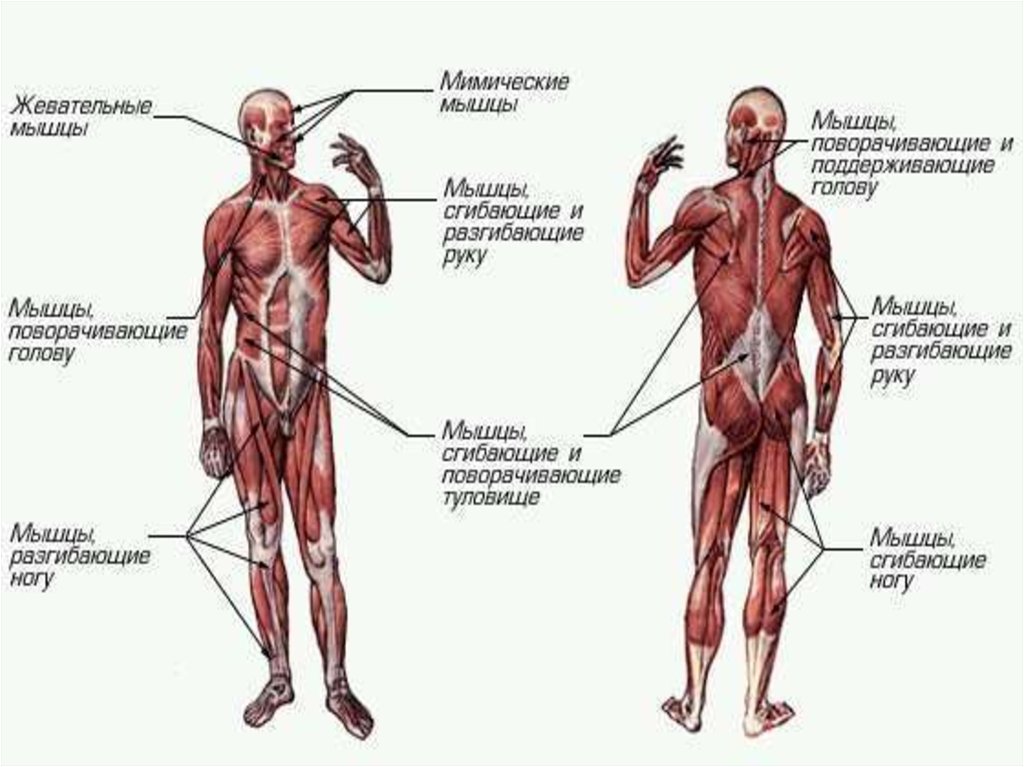 Мышцы человека строение рисунок