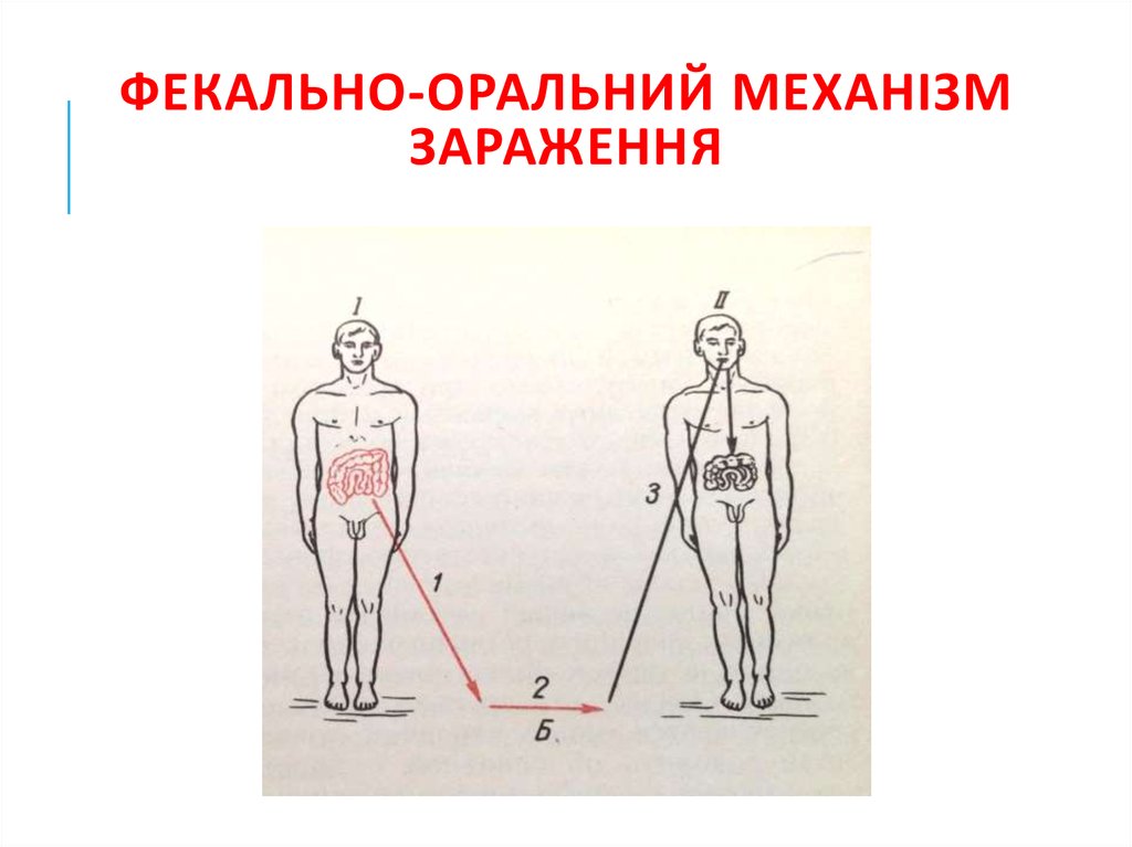 Оральный механизм передачи. Фекально оральний механізм зараження. Фекально оральный путь передачи схема. Профилактика заболеваний с фекально-оральным механизмом передачи. Пути передачи фекально-орального механизма.