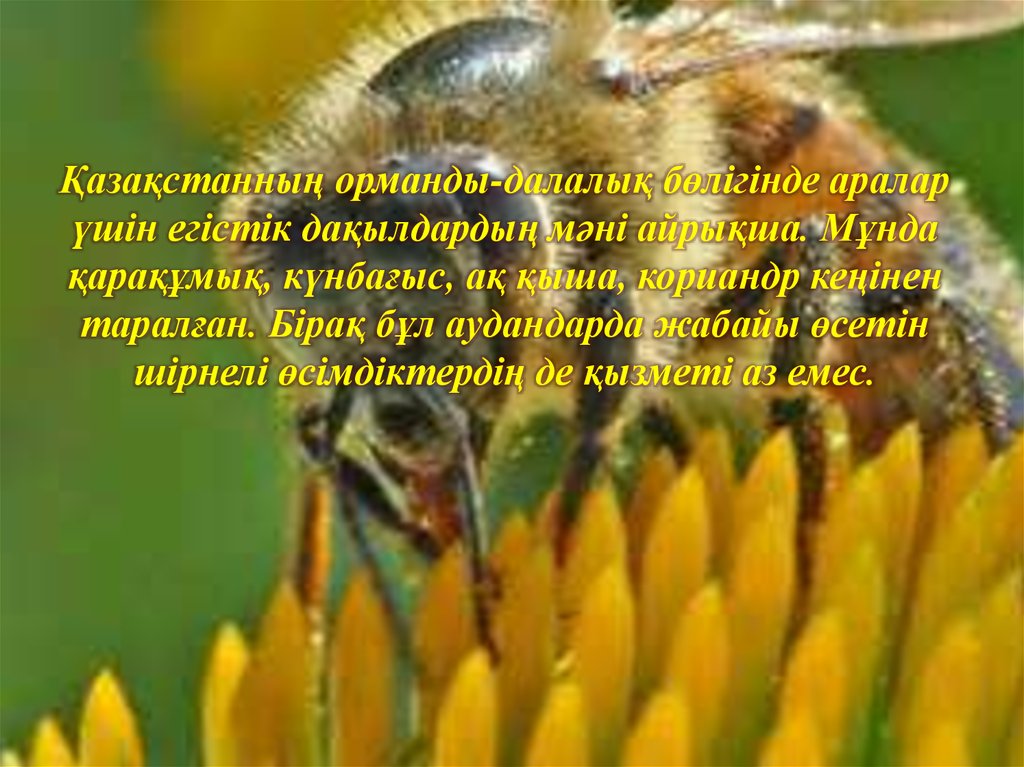 Мәдени өсімдіктер мен үй жануарларының шығу орталықтары презентация