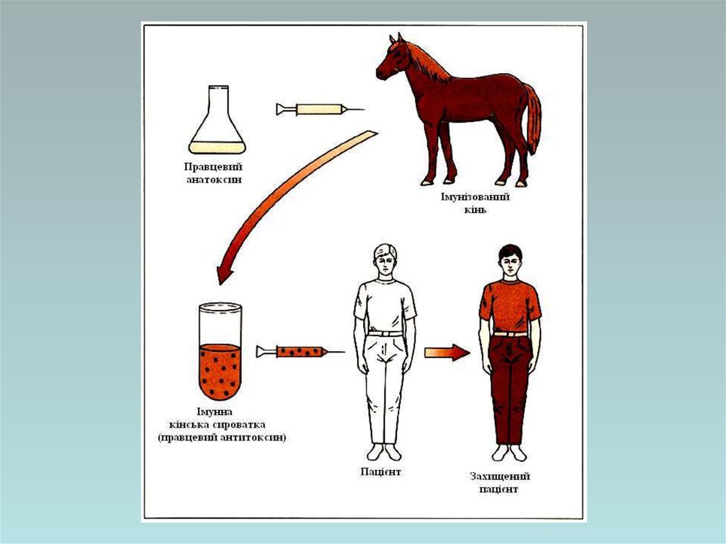 Грипп столбняк для лошадей. Схема получения иммунных сывороток. Иммунные сыворотки диагностические и лечебные схема. Схема получения лечебной сыворотки. Гетерологические сыворотки.