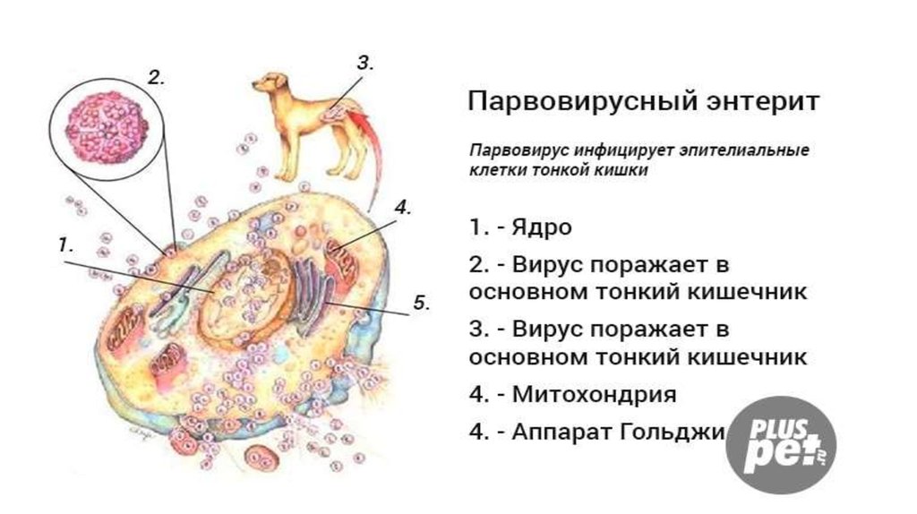 Энтерит у кошек симптомы. Парвовирусный гастроэнтерит у собак. Парвовирусный энтерит собак понос. Парвовирусный энтерит собак заражение. Короновирусный гастроэнтерит.