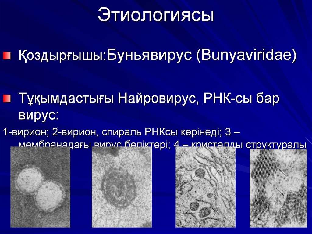 Буньявирусы микробиология презентация