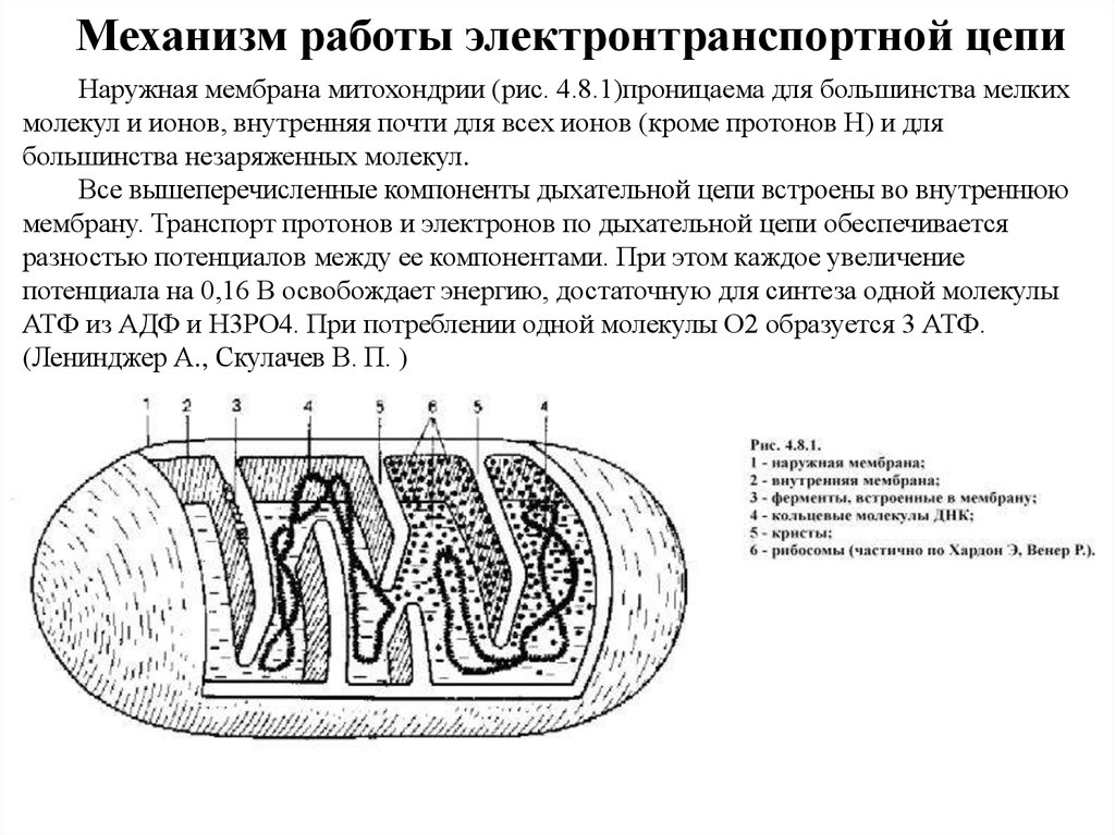 Проект ионы скулачева