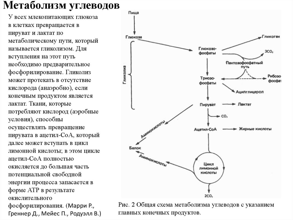 Схема метаболического пути