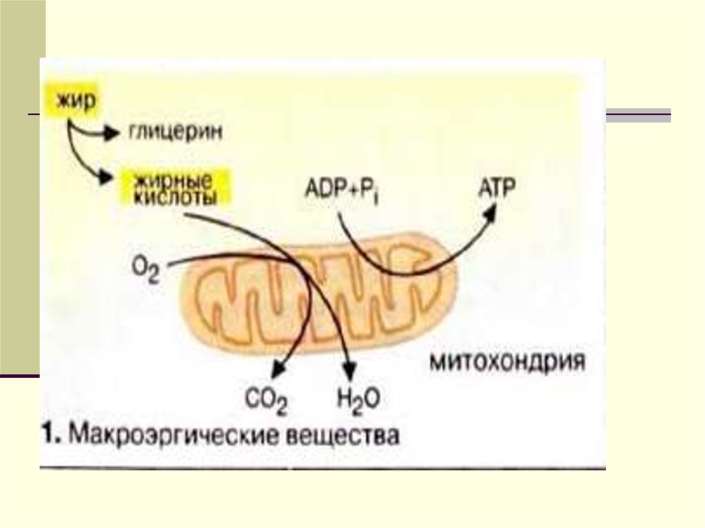 Митохондрии синтез липидов. Энергетическая функция липидов. Жиры энергетическая функция. Энергетическая функция липидов картинки. Обмен липидов в организме.