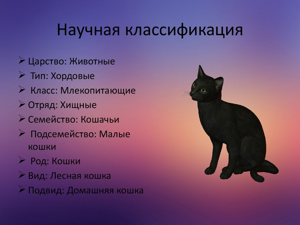 5 типов кошек. Систематика кошачьих. Классификация кошки. Классификация животных кошка. Классификация кошки домашней.