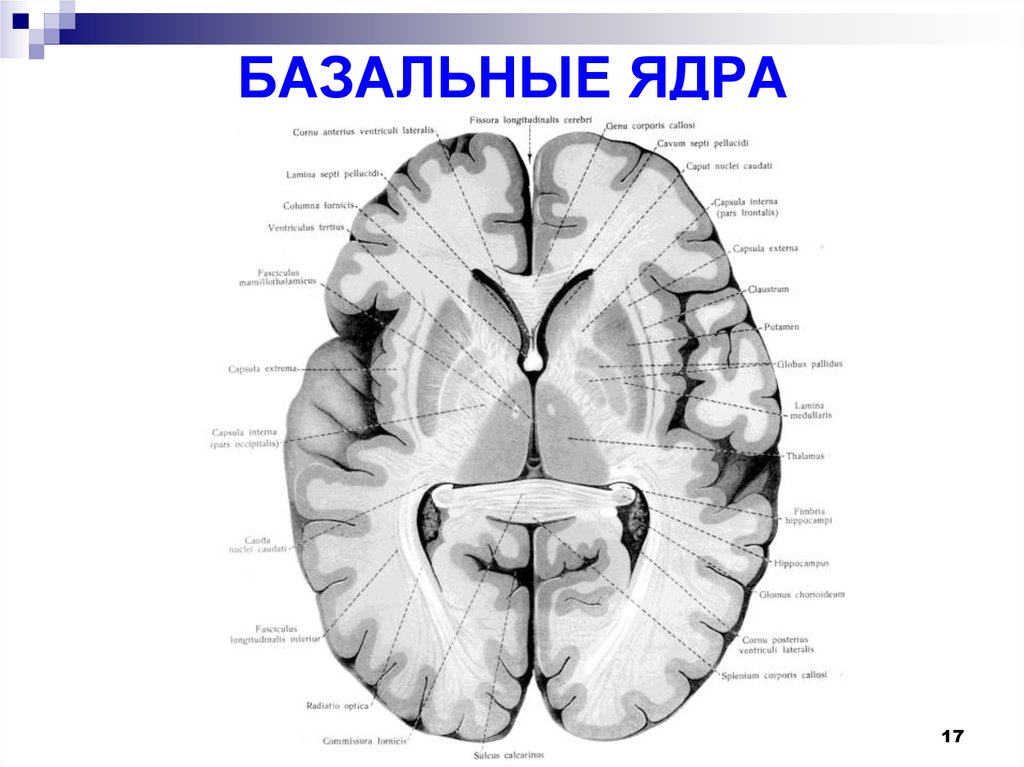 Базальные ядра головного мозга анатомия схема