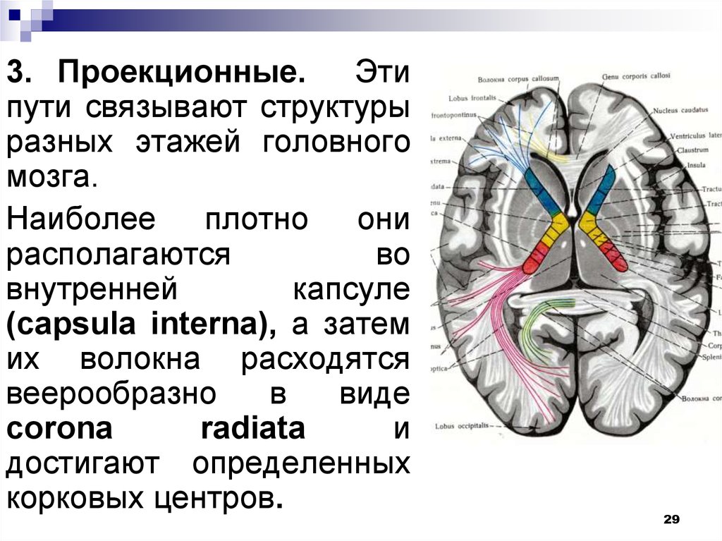Проводящие волокна мозга. Проводящие пути внутренней капсулы анатомия. Конечный мозг анатомия внутренняя капсула. Строение внутренней капсулы головного мозга. Базальные ядра внутренняя капсула.