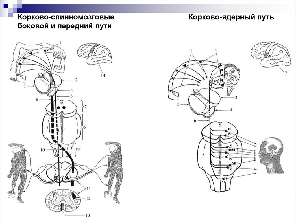 Латеральный корково спинномозговой