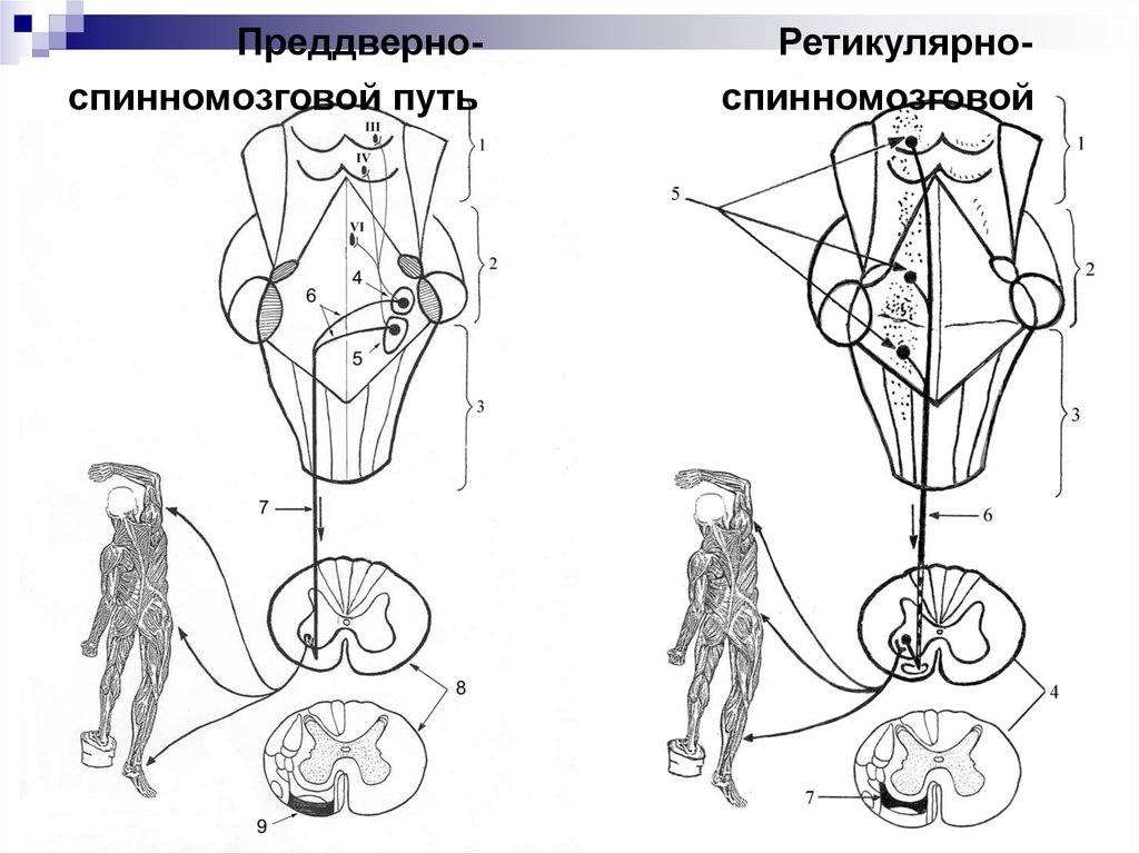 Красноядерно спинномозговой путь схема