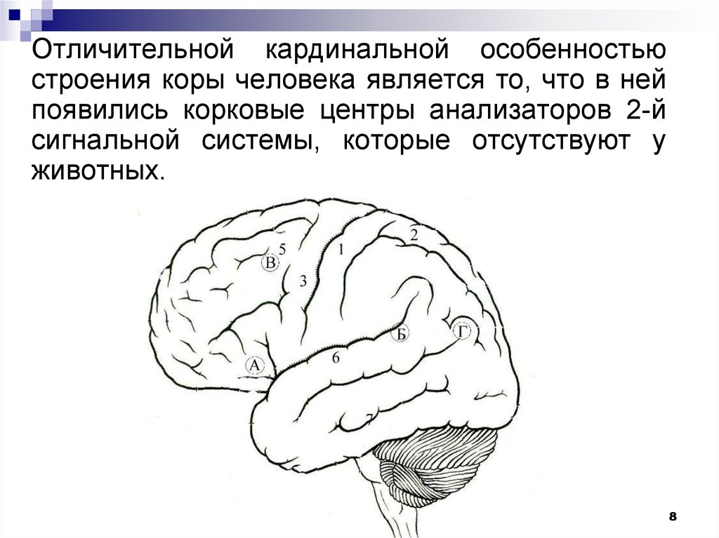 Особенности строения коры. Центры первой и второй сигнальных систем. Корковые центры второй сигнальной системы. Корковые центры первой сигнальной системы. Центры 1 и 2 сигнальной системы.