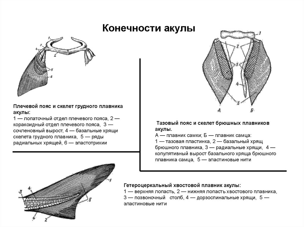 Конечности рыб. Пояс передних конечностей акулы. Строение плечевого пояса и грудного плавник акулы. Пояс передних конечностей и скелет грудного плавника. Строение конечностей акулы.