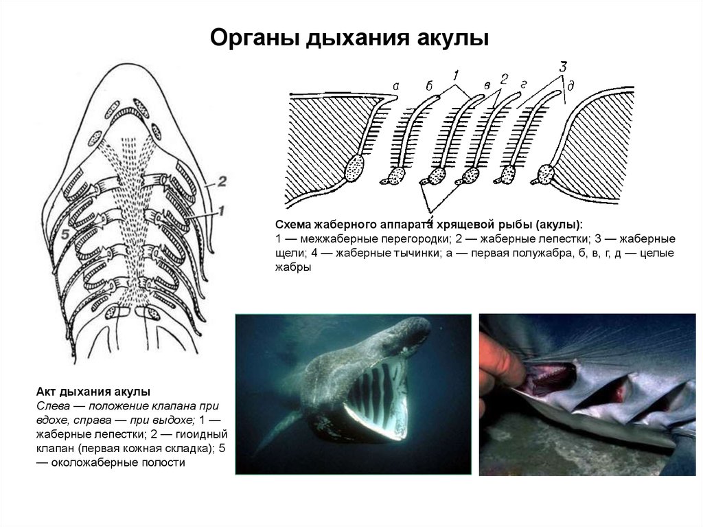 Дыхательная система акулы схема