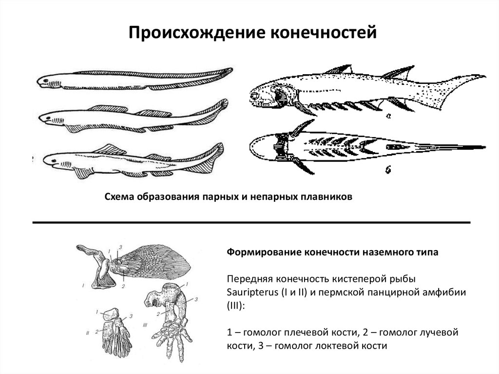 Схема свободной конечности наземного типа