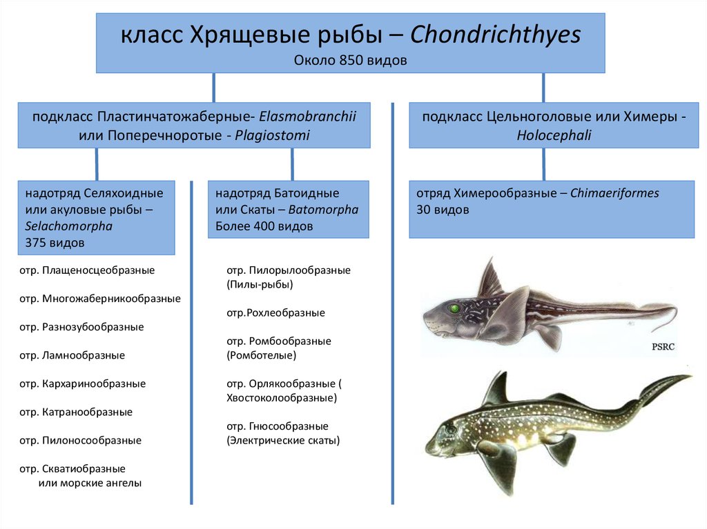Перечислить классы рыб. Подкласс костно хрящевые рыбы. Хрящевые рыбы представители характеристика. Классы рыб хрящевые и костные сравнительная характеристика. Подклассы хрящевых рыб.
