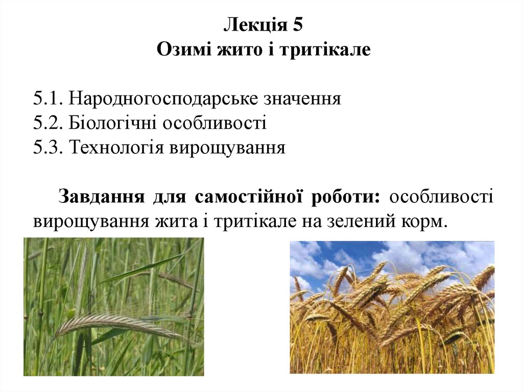 Объяснение слов жито. Что значит жито. Что такое жито кратко. Что такое слово жито. Что такое жито в литературе.