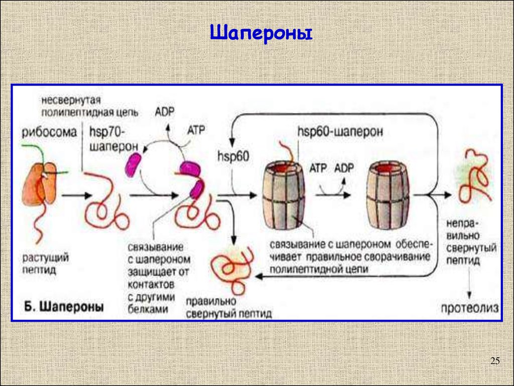 Синтез полипептидной цепи в рибосомах. Молекулярные шапероны функции. Шапероны hsp60. Шапероны биохимия строение. Белки шапероны.