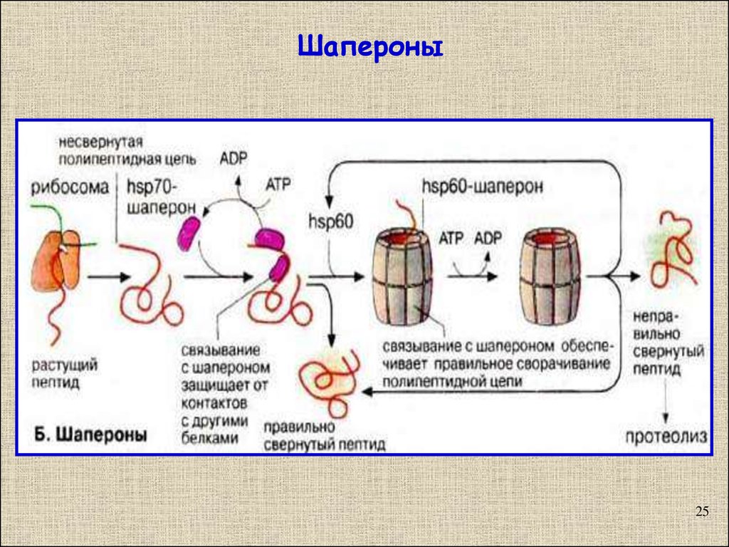 Роль белков шаперонов. Шапероны и шаперонины. Молекулярные шапероны функции. Биохимия шапероны строение. Hsp70 шапероны.