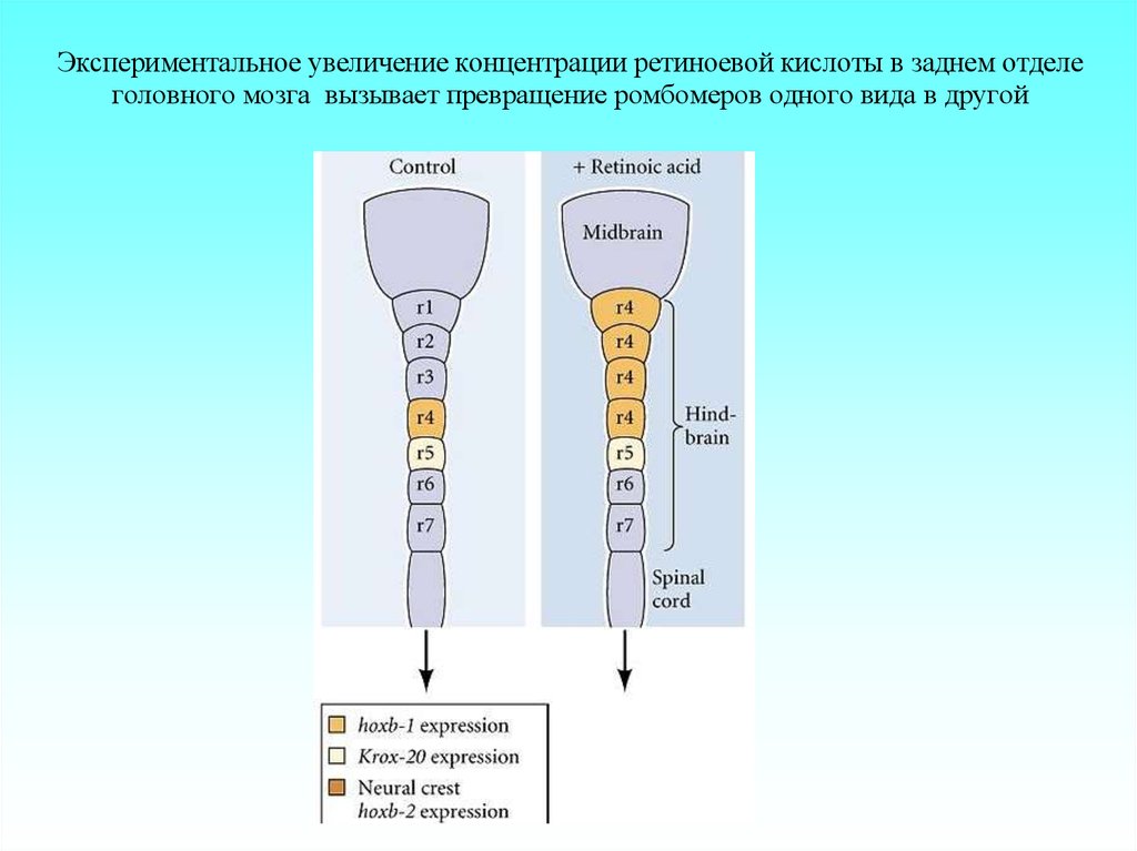 Увеличение концентрации. Экспериментальные концентрации. Повышение концентрации кислоты. Рецепторы ретиноевой кислоты. Ромбомеры.