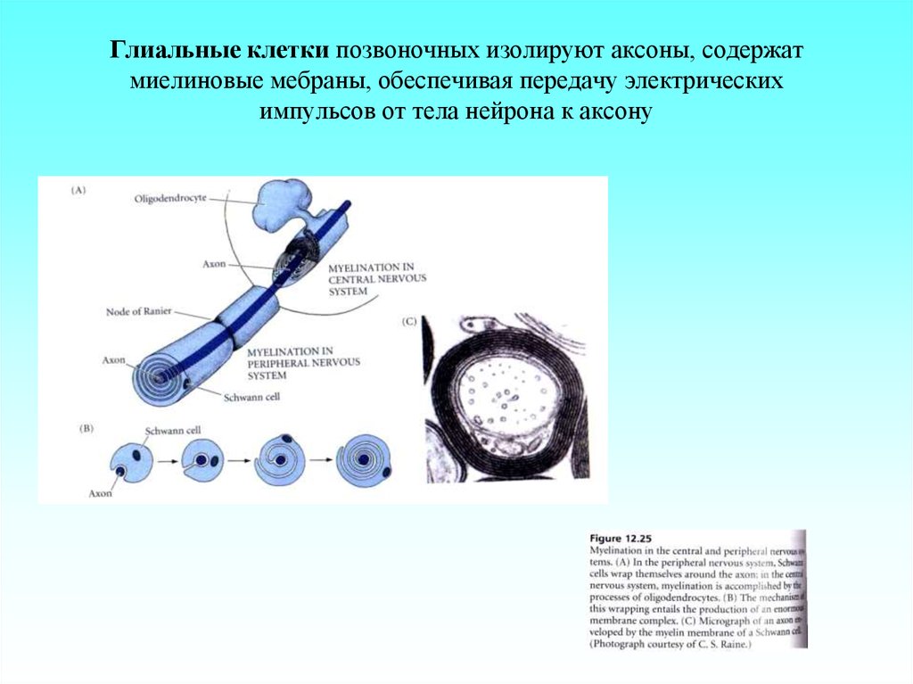 Клетка позвоночных. Глиальные трубки. Тип клеток сред позвоночных клеток. Количество клеток у позвоночных. Клетки животных передавать электрический Импульс.