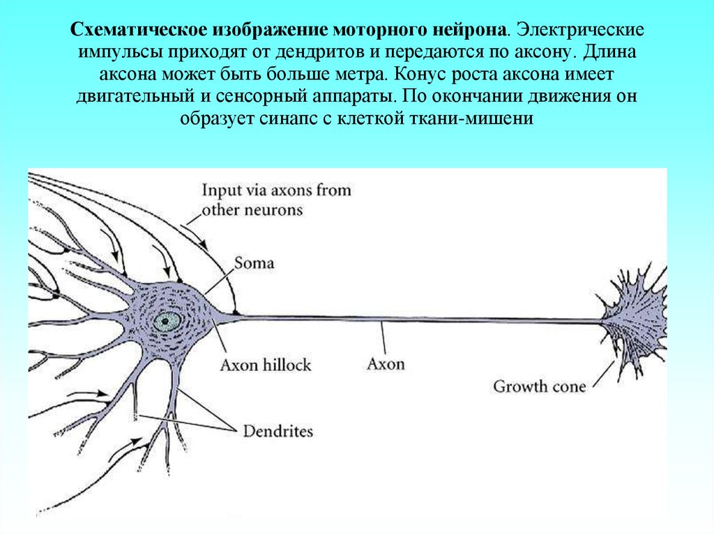 Как называется короткий нейрона. Рост аксона нейрона. Нейроны аксоны дендриты. Аксон первого двигательного нейрона. Аксоны дендриты передача импульса.