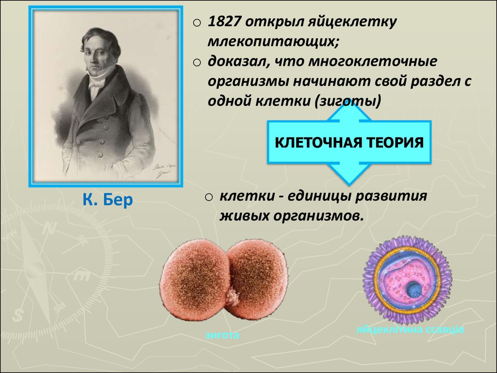 В половых клетках любого организма. Яйцеклетка млекопитающего. Строение яйцеклетки млекопитающего. Открытие яйцеклетки. 1827 Яйцеклетка.