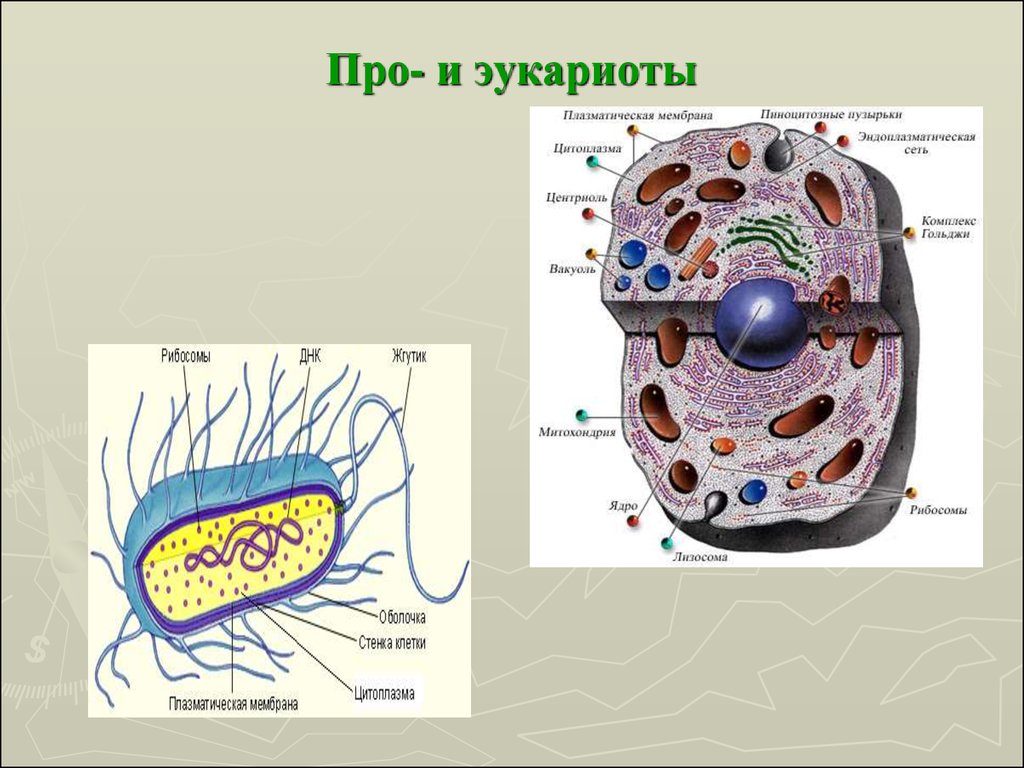 В состав эукариотической клетки входят. Эукариоты Живая клетка. Эукариоты это в биологии. Клетки про и эукариотических клеток. Эукритта.