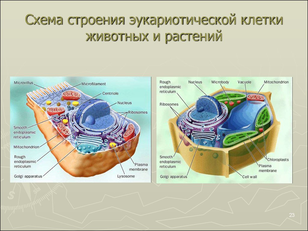 В состав эукариотической клетки входят. Структура клеток эукариотов схема. Схема эукариотической клетки животного. Схема строения эукариотной клетки. Структура клетки эукариот.