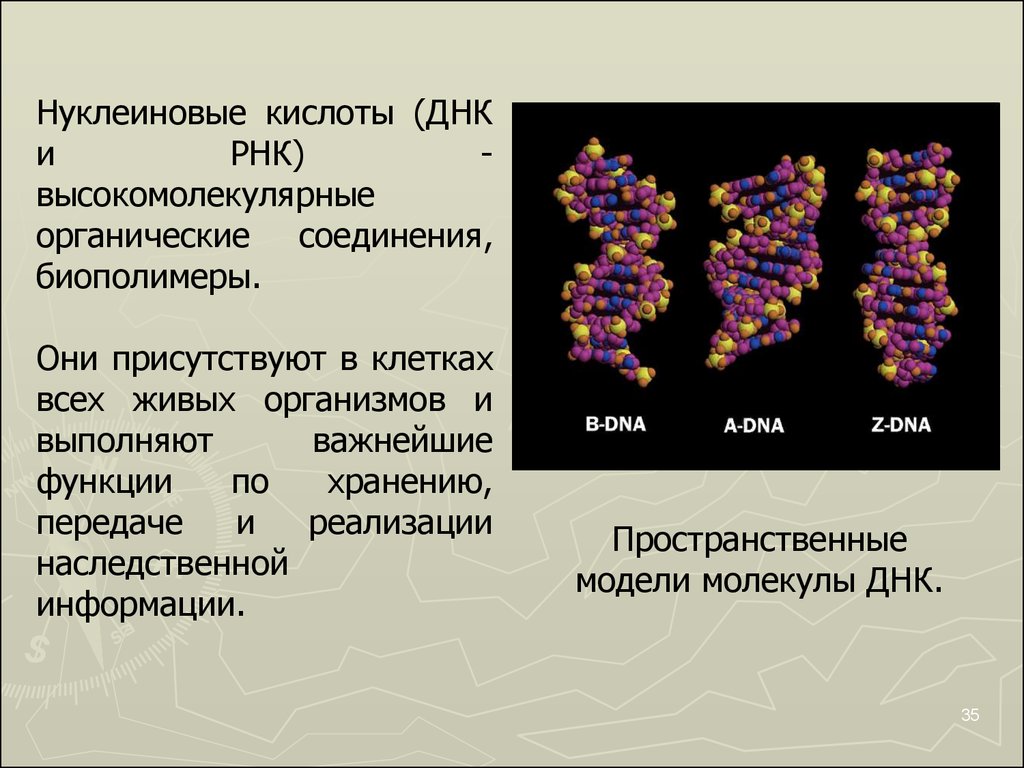 Роль днк и рнк. Строение нуклеиновых кислот ДНК И РНК. Строение ДНК, РНК, их функции в организме. Нуклеиновые кислоты ДНК строение и функции.