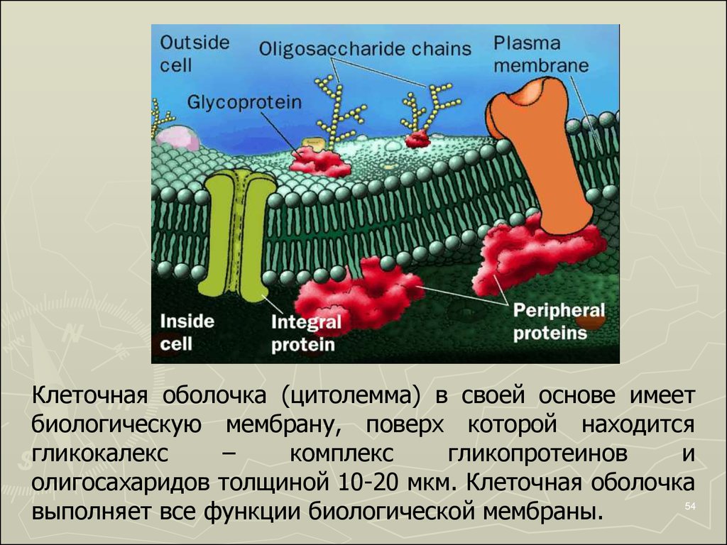 Наружная и внутренняя мембрана клетки. Клеточная оболочка цитолемма. Клеточная мембрана цитолемма. Оболочки цитолеммы.