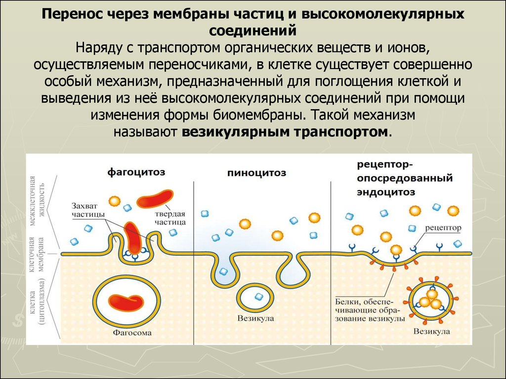 Установить последовательность эндоцитоза. Везикулярный транспорт. Перенос ионов через мембрану. Перенос макромолекул через мембраны.