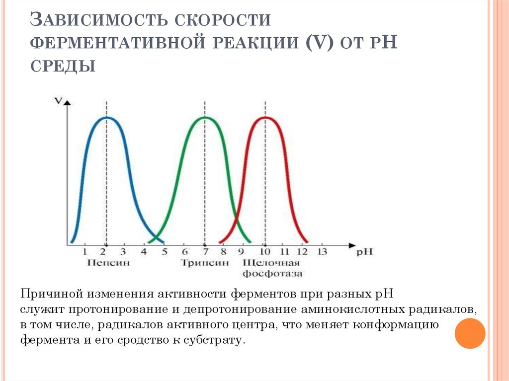 Графики активности ферментов. Зависимость скорости ферментативной реакции от PH среды. Зависимость скорости ферментативной реакции от РН среды. Зависимость скорости ферментативной реакции от PH. График зависимости скорости ферментативной реакции от PH среды.