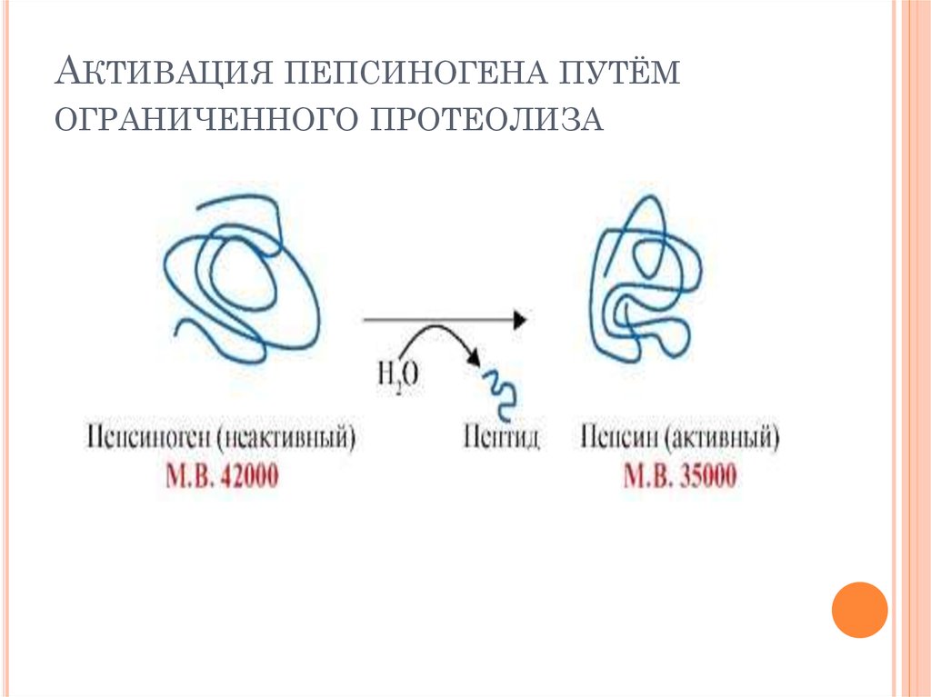 Схему активации пепсиногена