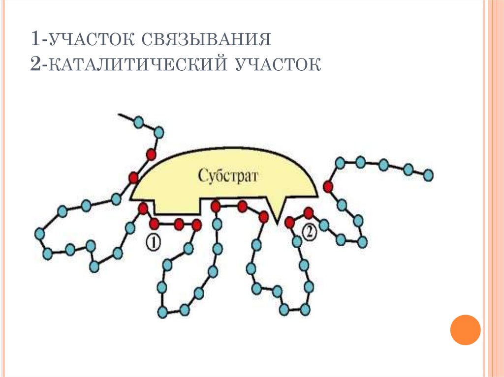 Инженерная энзимология презентация