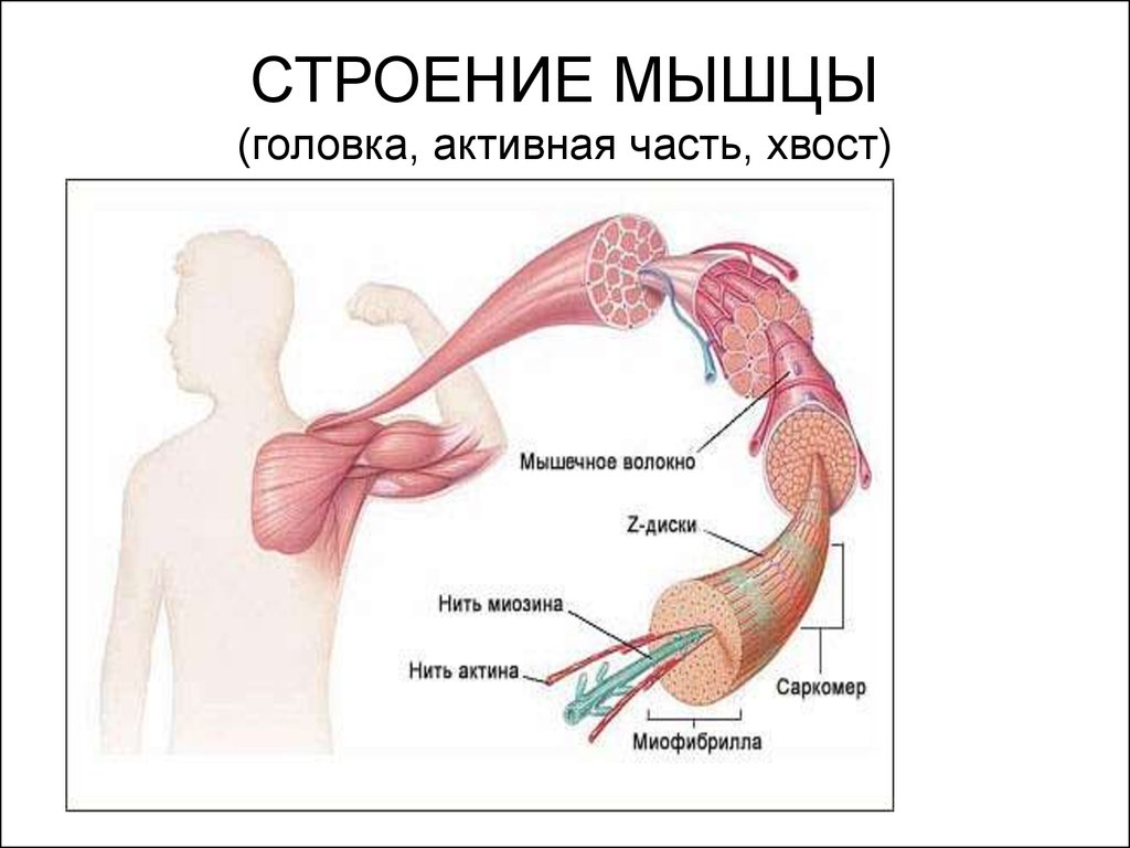 Мышца представляет. Строение мышцы головка брюшко хвост. Строение поперечно полосатой мышцы. Строение поперечнополосатых мышц. Головка мышцы хвост мышцы.