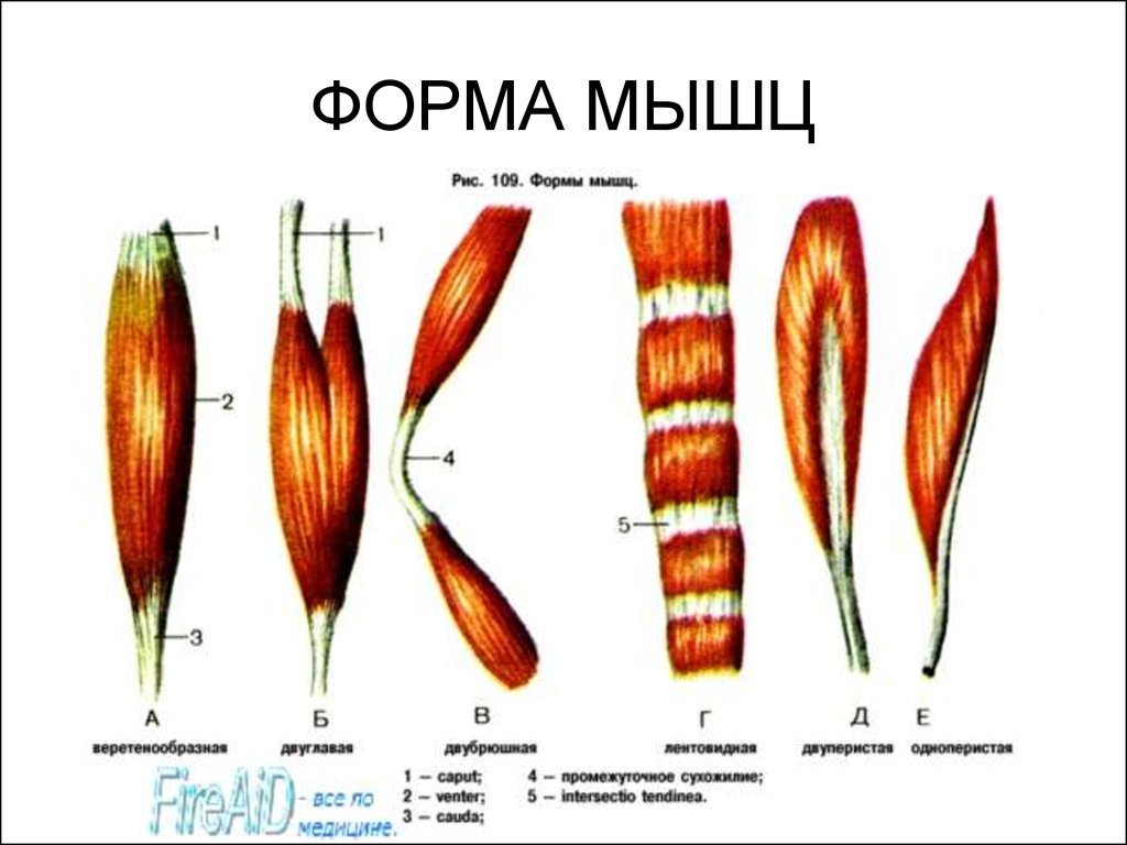 Мышцы разных. Мышцы веретенообразной формы. Классификация сухожилий мышц. Классификация и строение мышц. Классификация мышц строение формы функции.