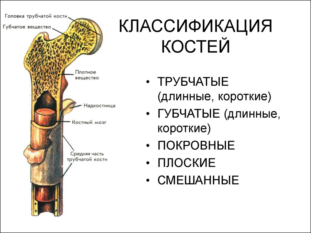 Кость как орган. Трубчатая кость и губчатая кость. Классификация костей анатомия трубчатые. Строение кости классификация костей. Строение трубчатой кости таблица.