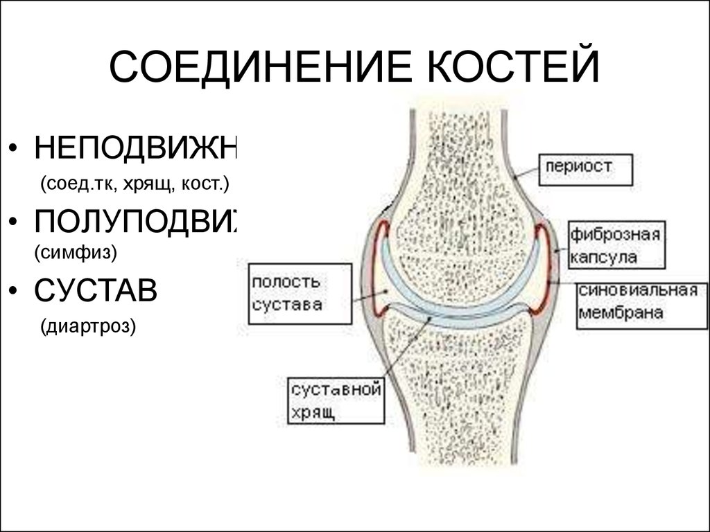 Суставное соединение костей. Соединение костей строение сустава. Соединение костей суставы. Типы соединения суставов. Подвижное соединение сустав.